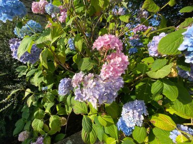 Hydrangea, pink and blue, hanging next to a stone wall in, Bradford, Yorkshire, UK