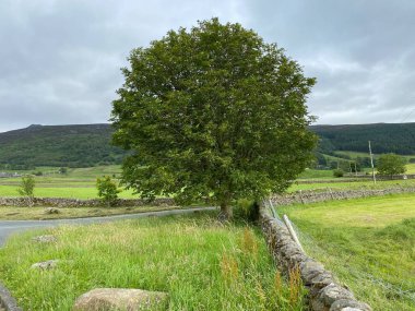 Old tree, next to a dry stone wall, by the Burnsall to Appletreewick road, with fields and hills, in the distance near, Burnsall, Skipton, UK