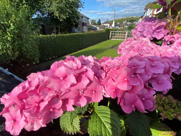 Pink Flowers Green Leaves Resting Stone Wall Bradford Yorkshire — Fotografia de Stock