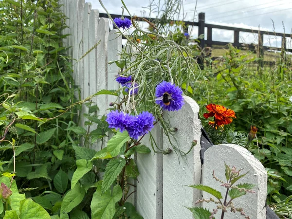Wild Flowers Growing Next White Wooden Fence Foliage Shipley Bradford — Stockfoto