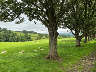 Old trees in a meadow, with sheep resting nearby, fields and hills in the distance near, Gargrave, Skipton, UK