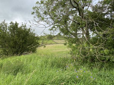 A view between trees and long grass, at the fields beyond near, Skipton, Yorkshire, UK