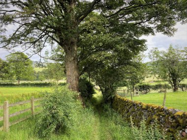 Narrow footpath, leading past old trees, dry stone walls, fields and meadows in, Hetton, Skipton, UK