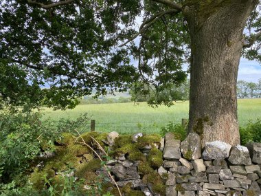 A moss covered dry stone wall, next to an old tree, with a large uncut meadow beyond in, Hetton, Skipton, UK