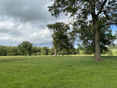 Old trees in a vast meadow, with wild flowers in, Eshton, Gargrave, Skipton, UK
