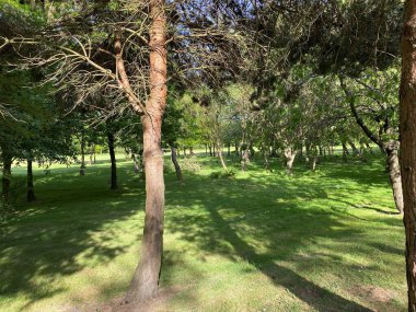 Woodland, with the sun shining between the trees, on the outskirts of, Bradford, Yorkshire, UK