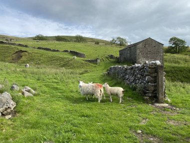 Sheep, next to a dry stone wall, with an old barn in the distance near, Malham, Skipton, UK