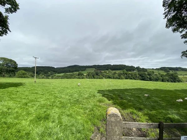 Large Green Pasture Sheep Trees Horizon Bolton Abbey Skipton — Photo