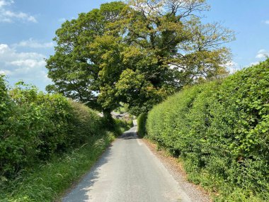 A narrow country, lane with tall hedgerows and a large tree near, Linton, Skipton, UK