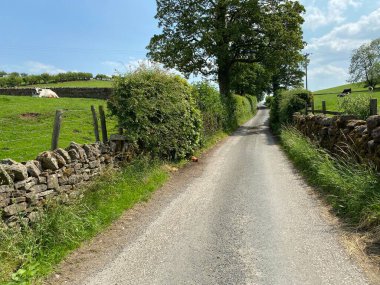 Country lane, with old trees, dry stone walls, and cows near, Skipton, Yorkshire, UK