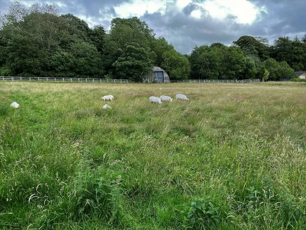 Sheep Grazing Field Old Farm Building Trees Otley Leeds — Stockfoto