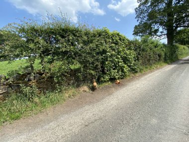 Hens by the roadside in Grassington, Skipton, UK