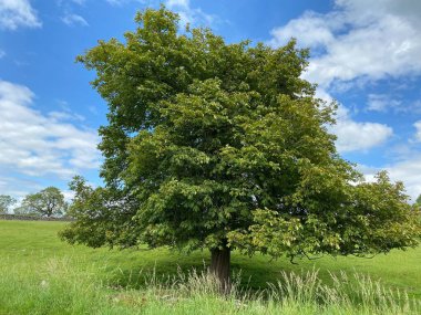 Large old tree, in a field, with long grass in the foreground in, Skipton, Yorkshire, UK