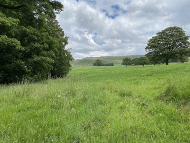 Large green meadow, with old trees, wild plants and moors in the distance near, Skipton, Yorkshire, UK