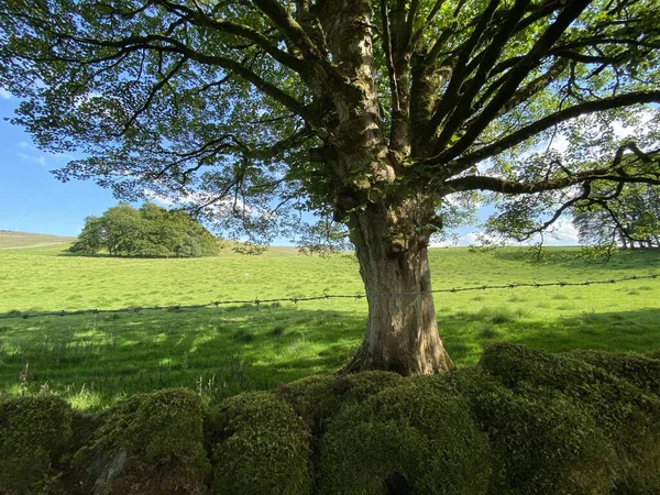 Old Tree Next Moss Covered Stone Wall Meadow Trees Cracoe — Stok fotoğraf