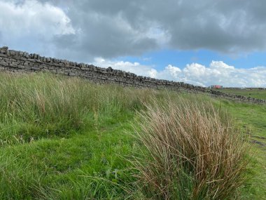 Dry stone wall and long grasses, high on the moor above, Cowling, Keighley, UK