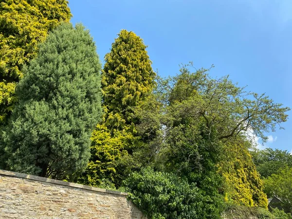 Tall Trees Next Wall Set Vivid Blue Sky Skipton Yorkshire — Stockfoto