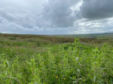 Moorland, with wild plants and heavy rain clouds in, Cowling, Keighley, UK
