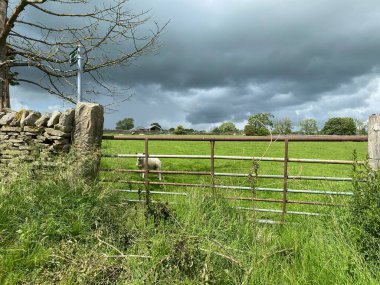 Sheep in a field, with a metal gate, dry stone wall, and heavy rain clouds above in, Kildwick, Keighley, UK