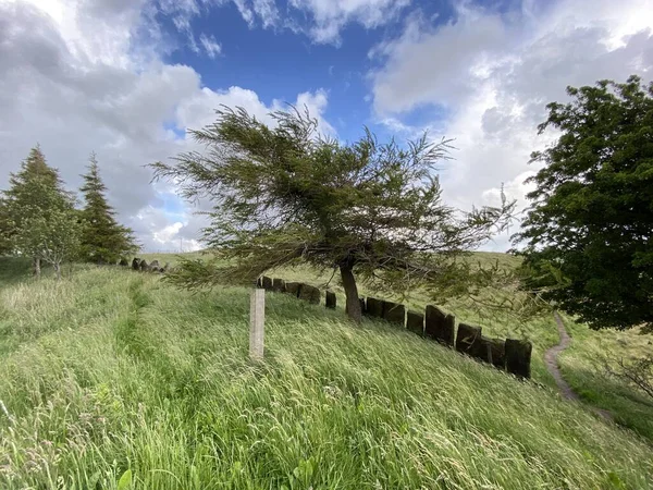 Trees Long Grass High Hills Cowling Keighley — Stock Fotó