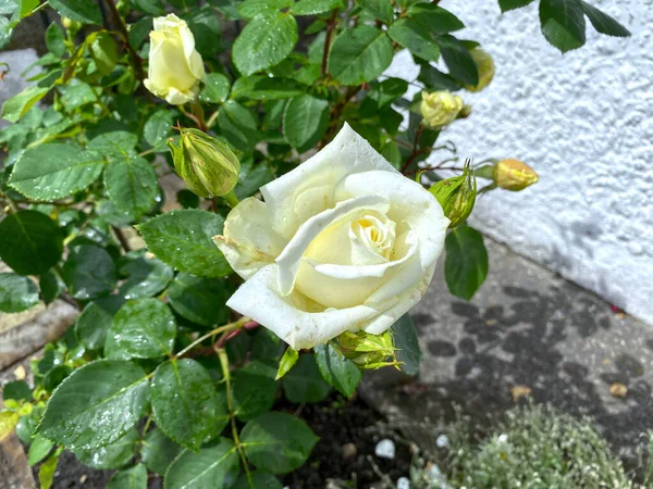 Pale Yellow Rose Green Leaves Buds Next Wall Wycoller Colne — Stock Fotó