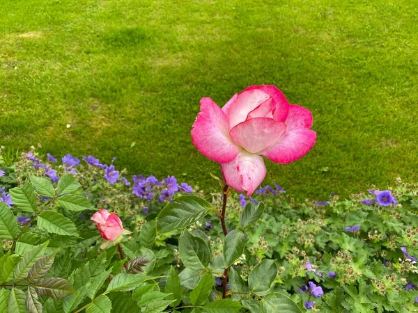 Pink White Flower Edge Lawn Thornbury Bradford — Stock Fotó