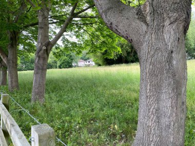 View between trees, into a overgrown meadow, with houses in the distance in, Shipley, Bradford, UK