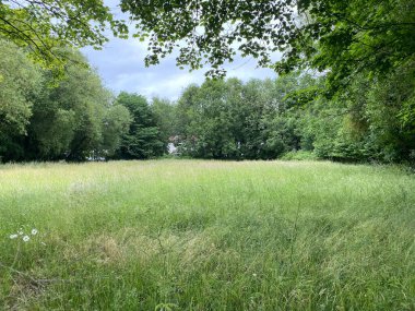 Meadow, with long grasses, surrounded by old trees in, Baildon, Bradford, UK