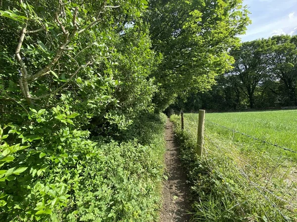 Small Footpath Leading Side Meadow Old Trees — Stock Fotó
