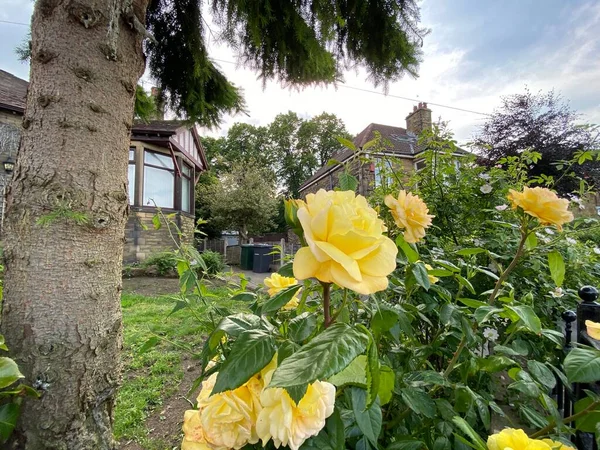 Yellow Roses Next Tree Garden Heaton Bradford — Fotografia de Stock