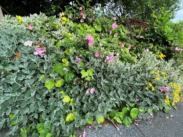 Large Pink Yellow Flowering Bush Green Leaves Bradford Yorkshire — Fotografia de Stock