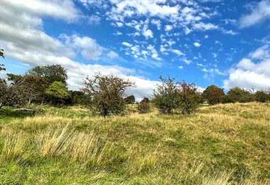Wilds grasses, and trees with berries, on the outskirts of, Leeds, UK