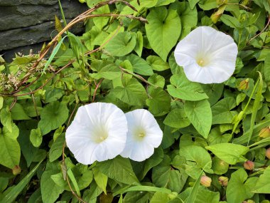White lilies surrounded by green leaves in, Idle, Bradford, Yorkshire, UK