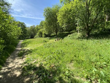 Wooden bench in a clearing at, Hardcastle Crags, Hebden Bridge, UK