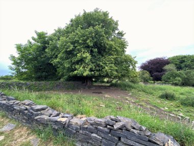 Old trees and dry stone walls in, Calverley, Leeds, UK