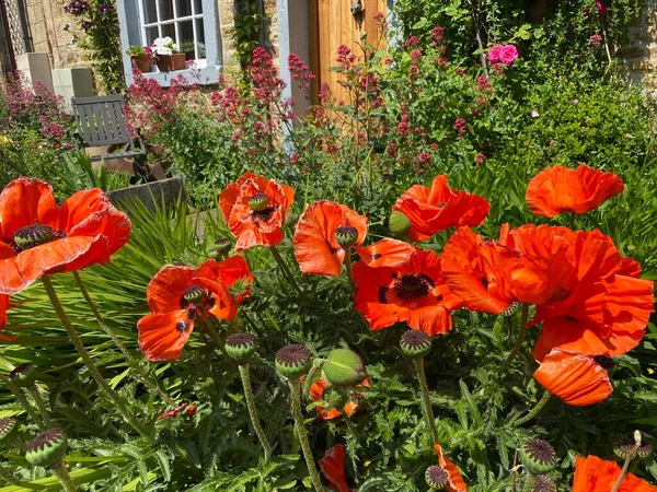 Red Poppies Other Plants Next Roadside Skipton Yorkshire — Fotografia de Stock