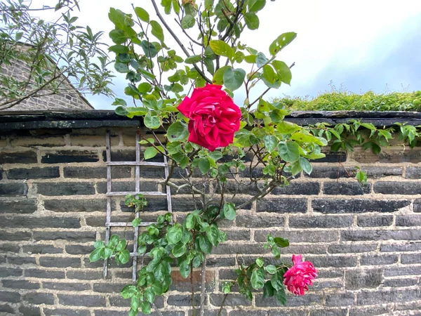 Red Rose Next Stone Wall Allerton Bradford — Stock Fotó