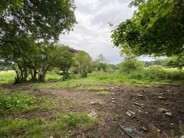 Clearing on the edge of a meadow, with old trees and hedges, late evening in, Calverley, Leeds, UK