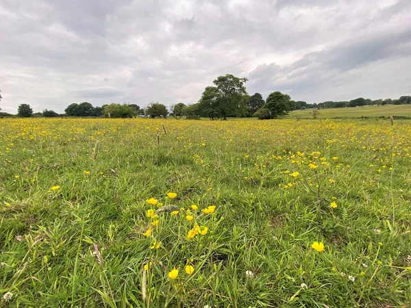 Meadow Landscape Wild Flowers Long Grasses Calverly Leeds — Stock Fotó