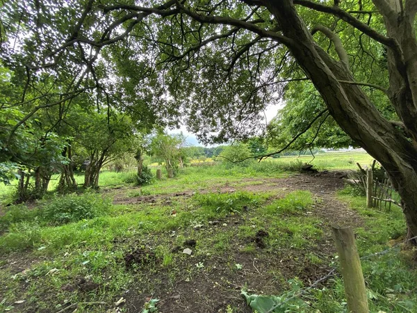 Clearing Trees Edge Field Plants Grass Calverley Leeds — Stockfoto