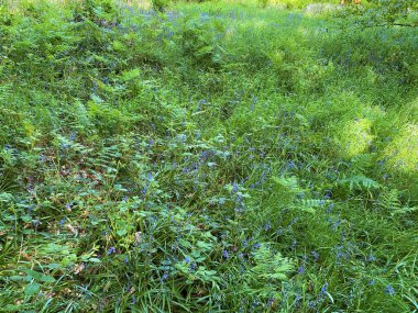Bluebells on the forest floor in, Hardcastle Crags, Hebden Bridge, UK