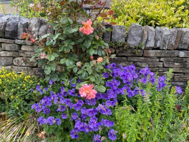 Wild pink and purple flowers, by the roadside in, Allerton, Bradford, UK