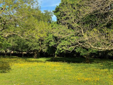 A meadow with yellow flowers, and old trees in, Midgley, Halifax, UK