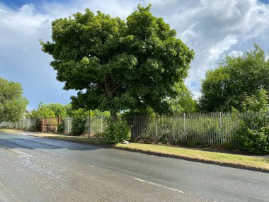 Large tree next to railings, near an industrial site in, Bowling Back Lane, Bradford, UK