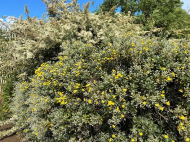 Wild flowering yellow and white bushes, on the roadside in, Bradford, Yorkshire