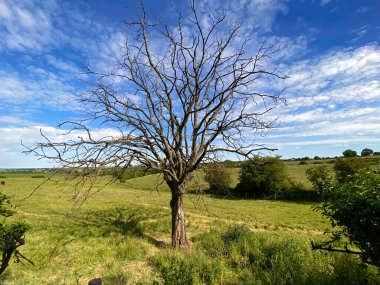 A tree standing alone in a meadow, with flowers in, Tong, Bradford, Yorkshire