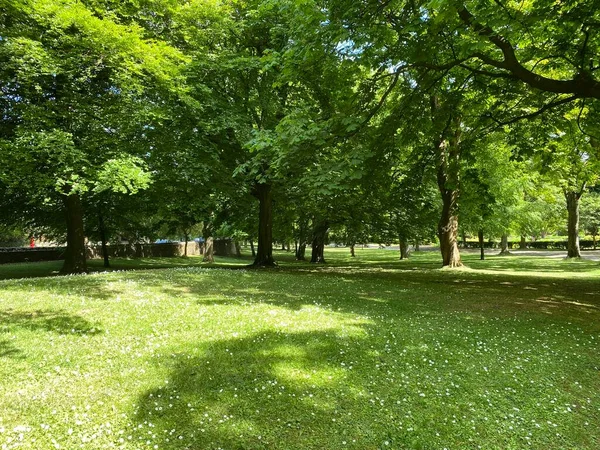 Old Trees Public Park Setting Grass Wild Flowers — Photo