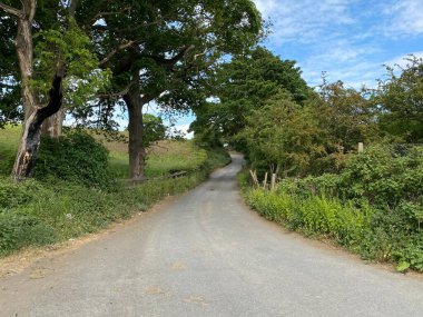 Raikes Lane, lined with old trees, leading from Tong to Bradford, Yorkshire