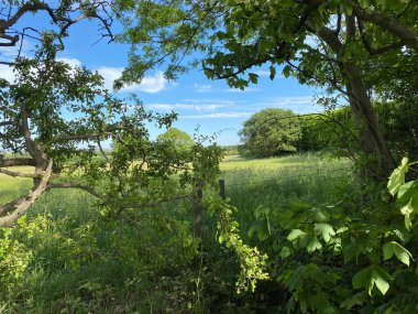 Wild hedgerow, with field, long grasses,  and old trees in, Tong, Bradford, Yorkshire, UK
