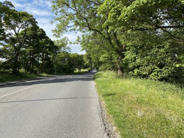 Tong Lane, with grass verges and old trees in, Tong, Bradford, Yorkshire